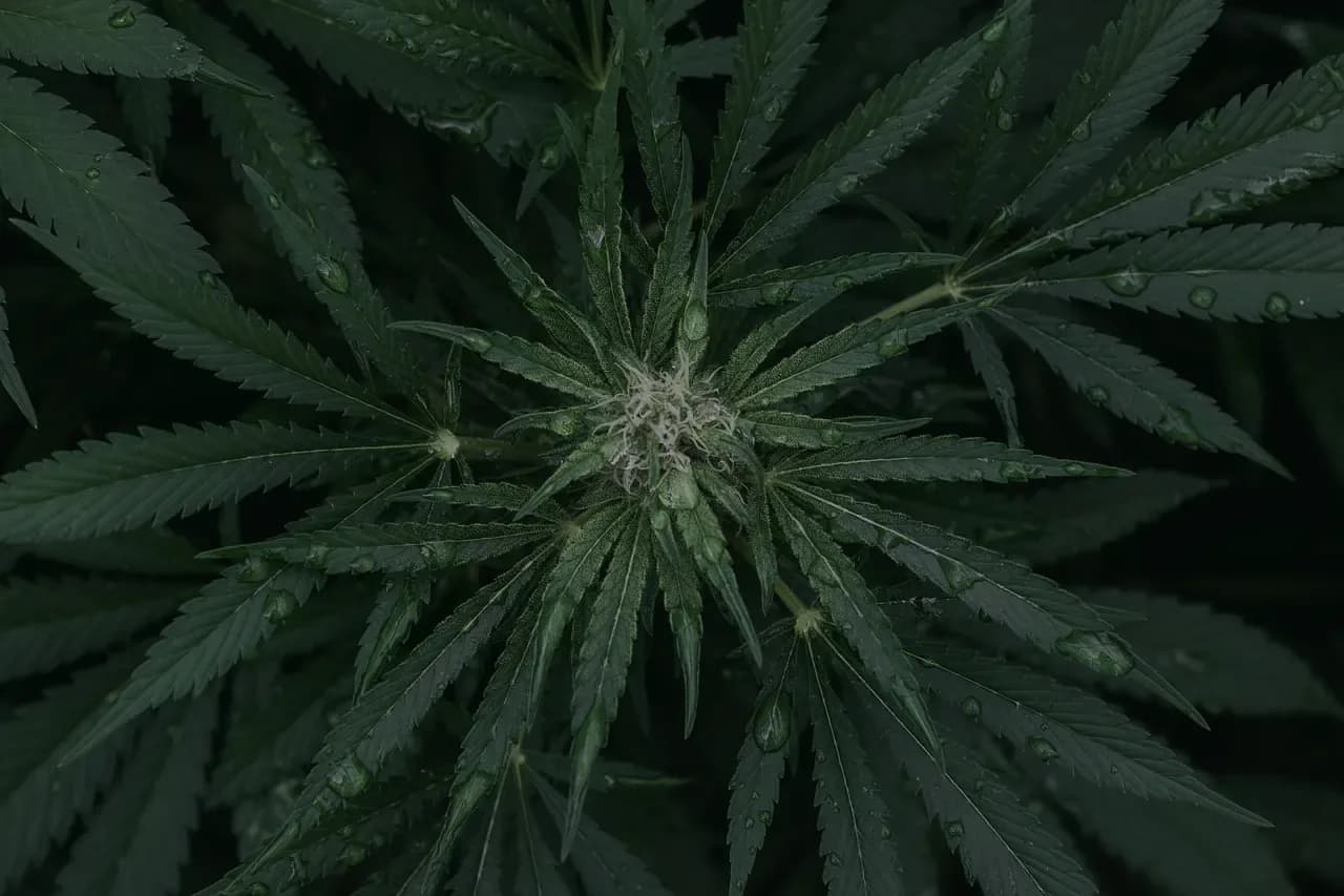 Dark background of cannabis leaves