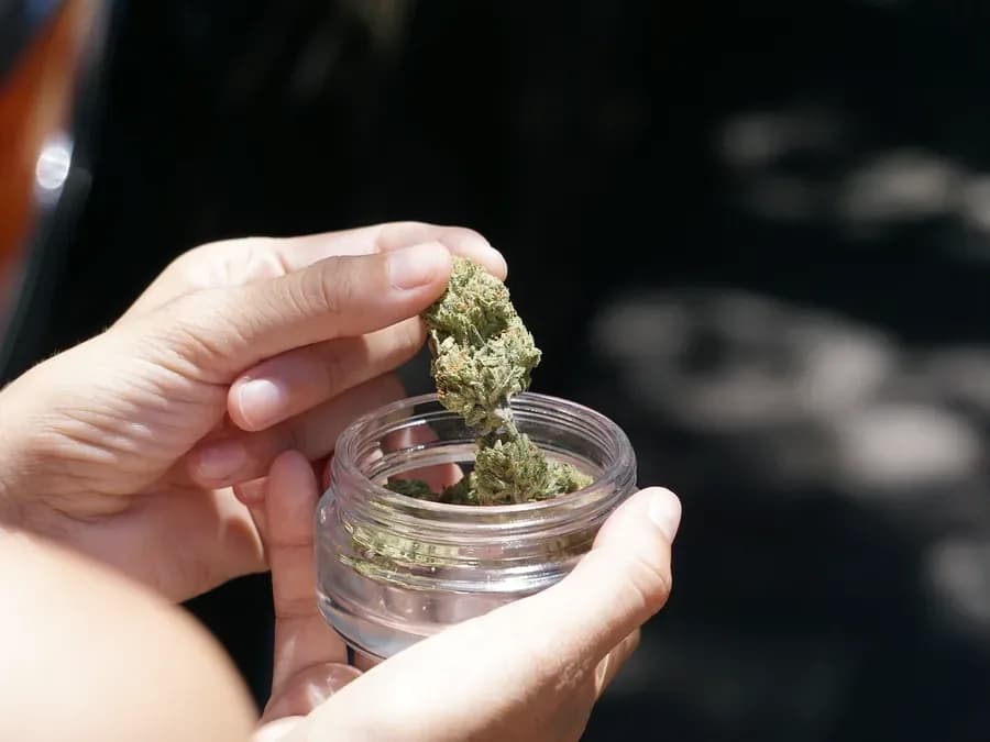Hand holding a glass jar of dried cannabis flower