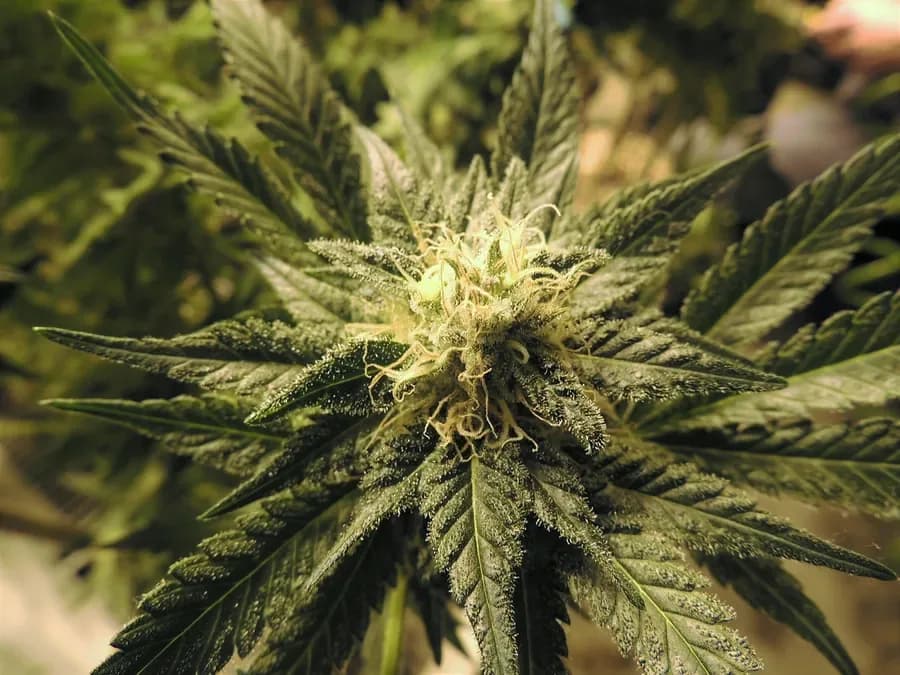 Close-up of a cannabis flower (illustrative photo)