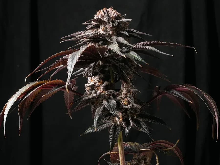 Close-up of a cannabis flower (illustrative photo)