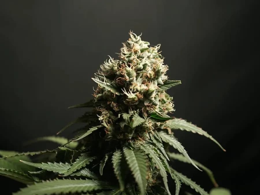 Close-up of a cannabis flower (illustrative photo)