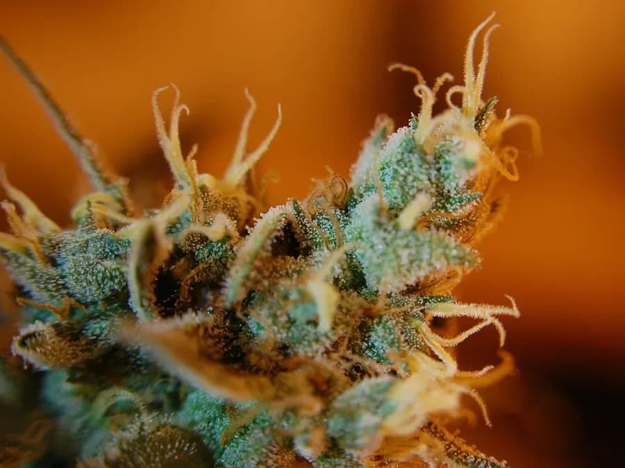 Close-up of a cannabis flower (illustrative photo)