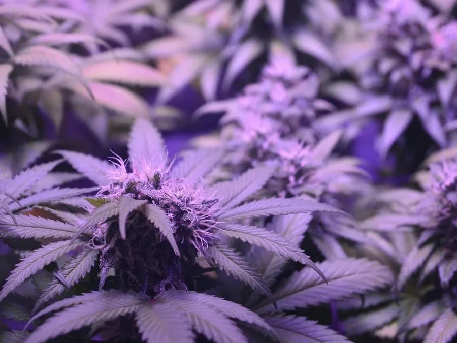 Close-up of a cannabis flower (illustrative photo)