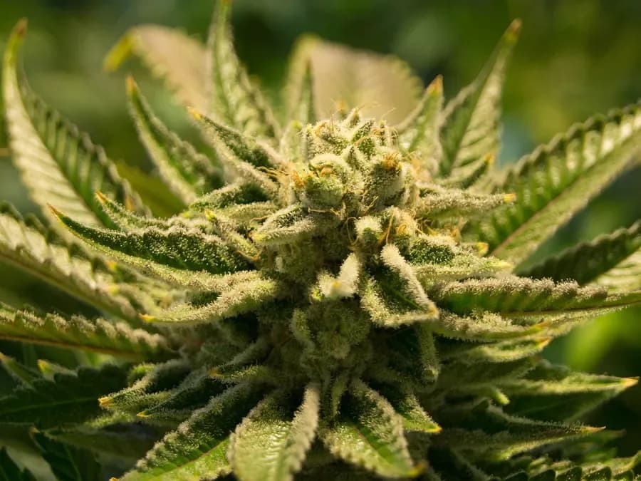 Close-up of a cannabis flower (illustrative photo)