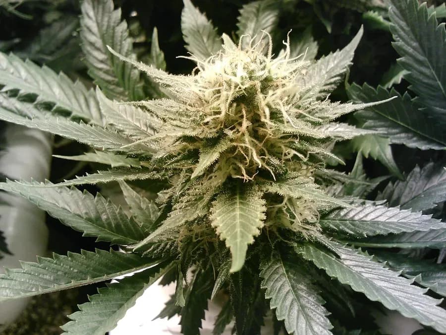 Close-up of a cannabis flower (illustrative photo)