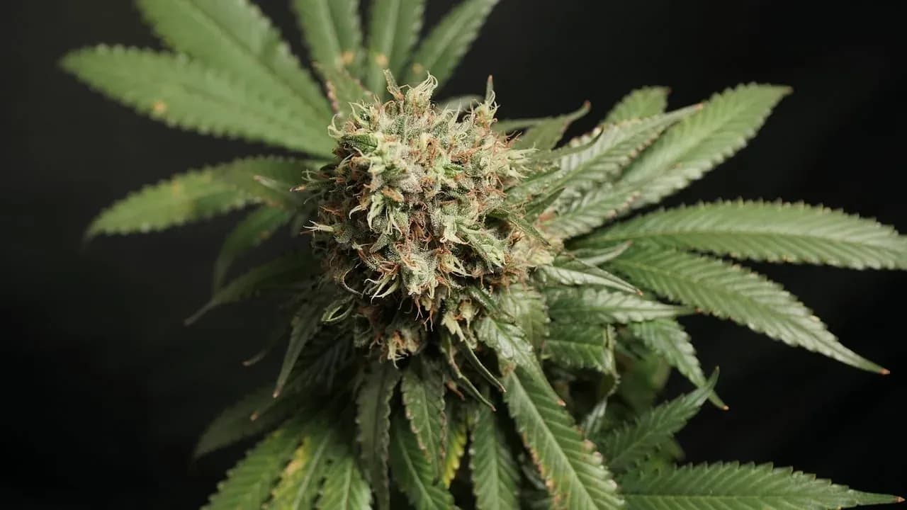 Macro photo of a frosty cannabis flower (illustrative)