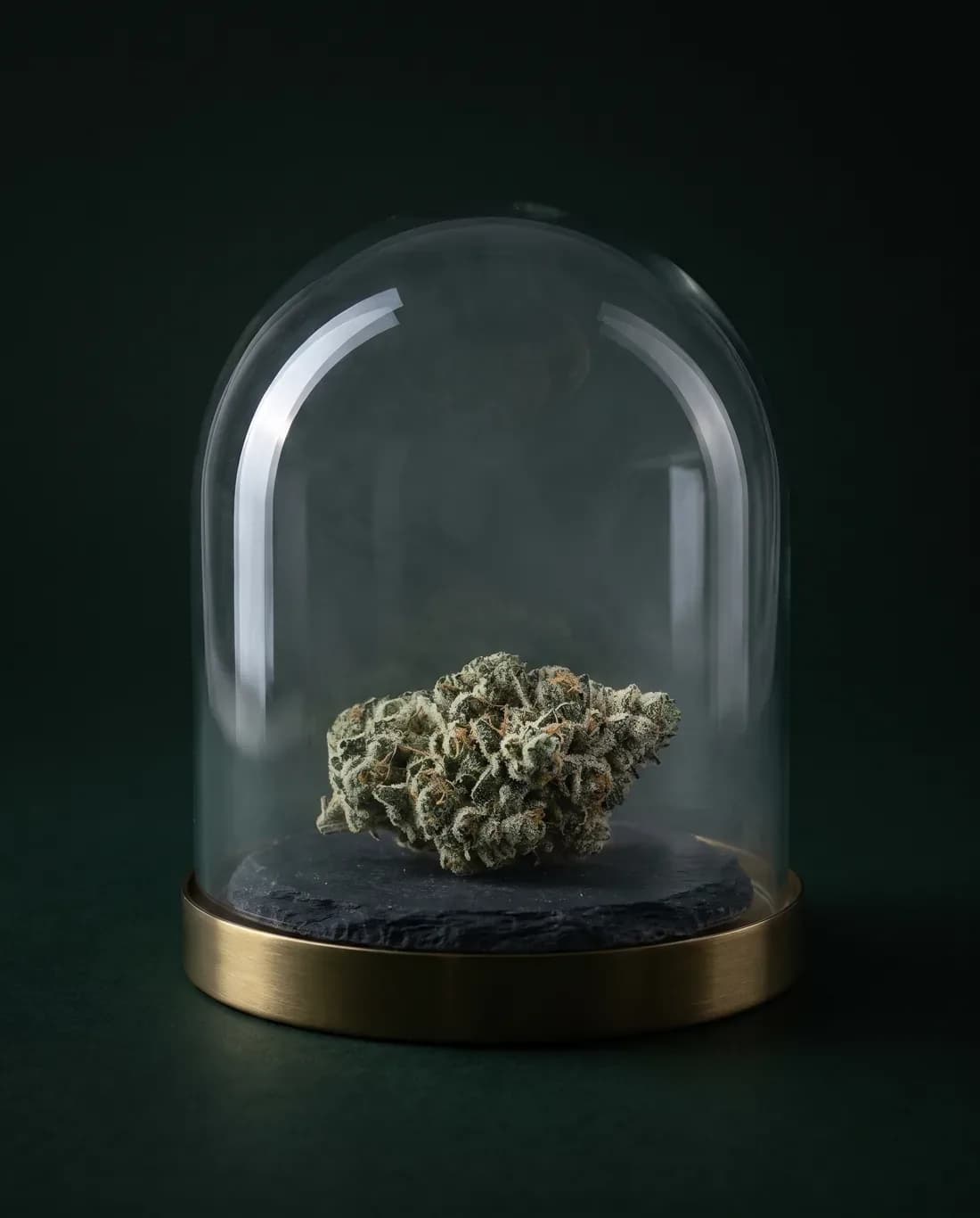 Illustration: a cannabis bud under a glass cloche