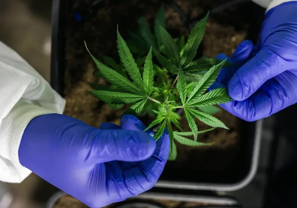 Gloved hand touching a flowering cannabis plant