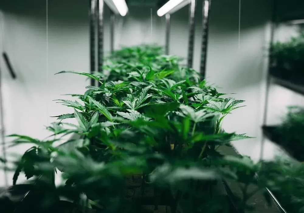 Cannabis plants in a grow tent