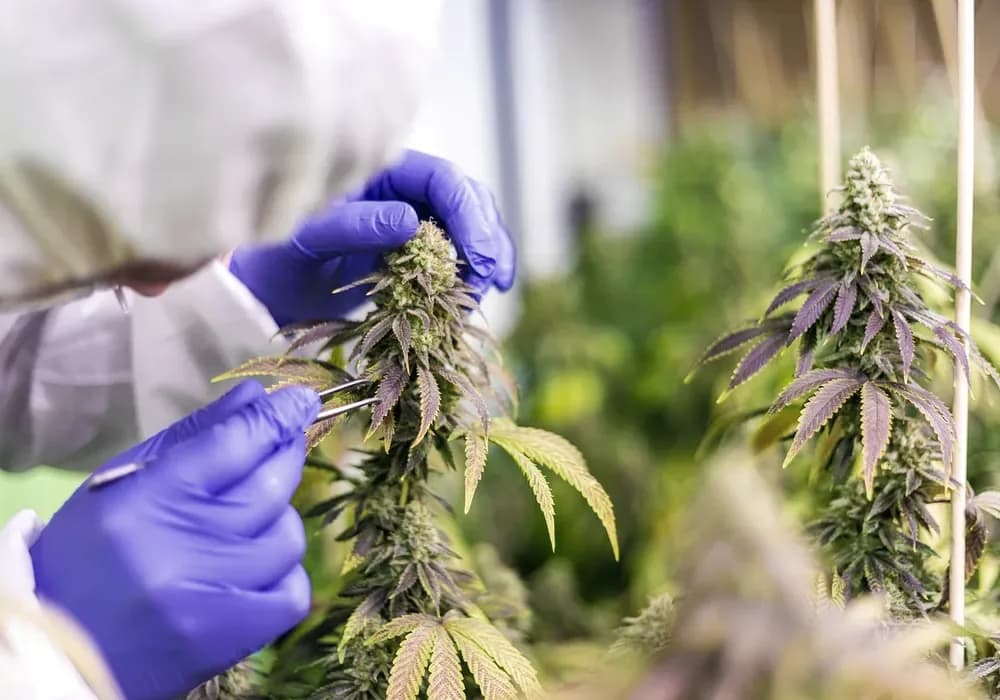 Gloved hands inspecting a cannabis plant sample