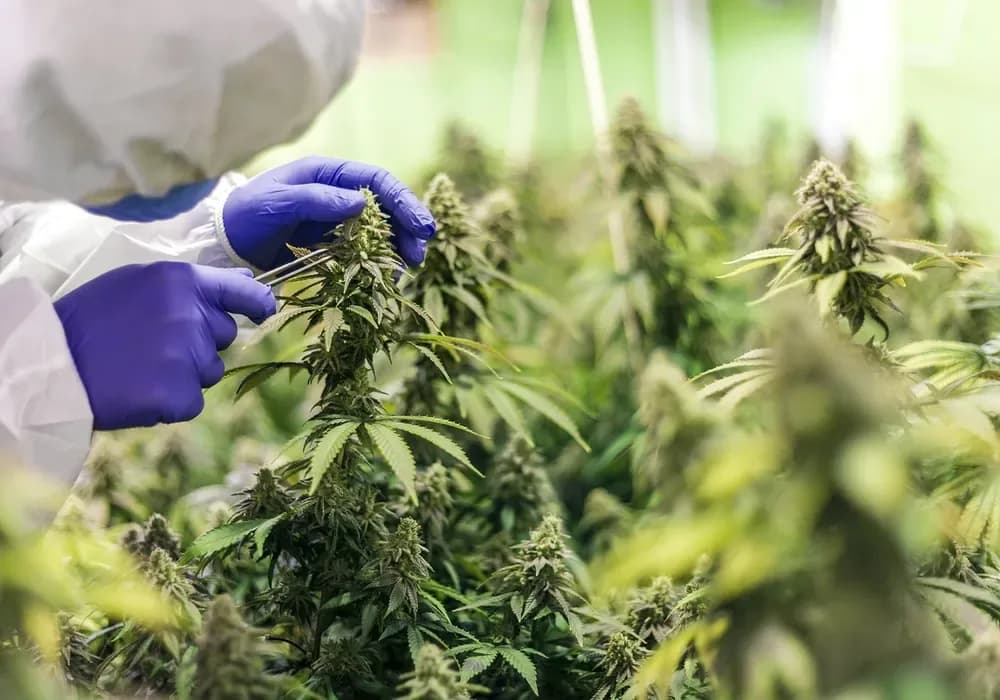 Close inspection of cannabis buds with gloves on
