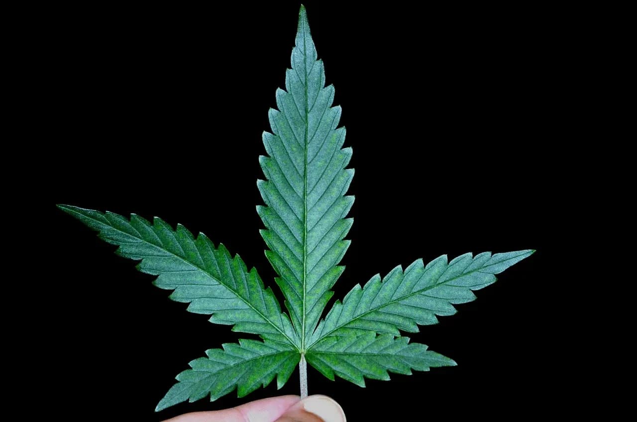 Single cannabis leaf on a black background
