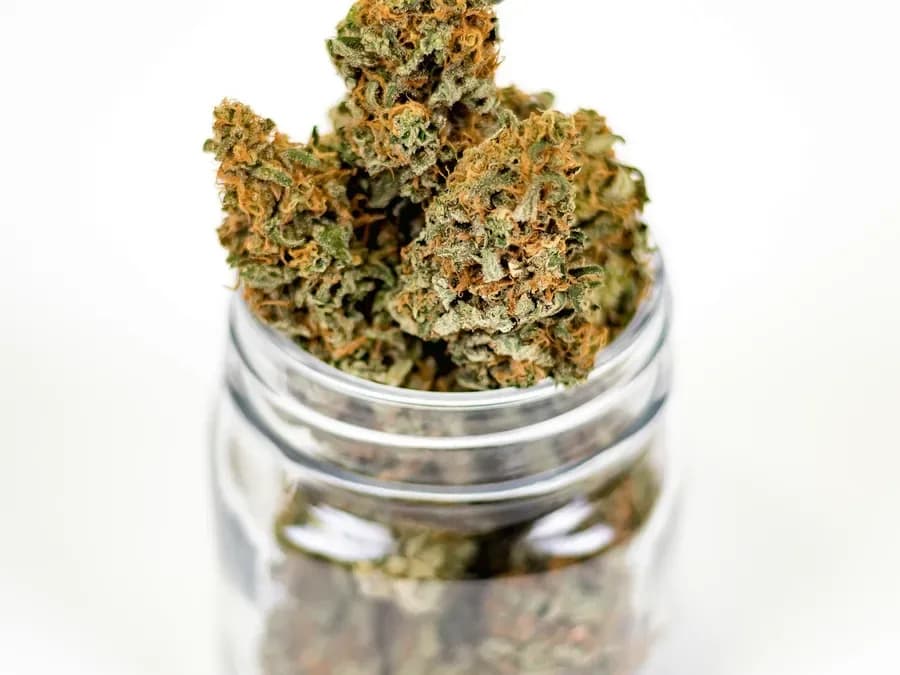 White jar with cannabis flower
