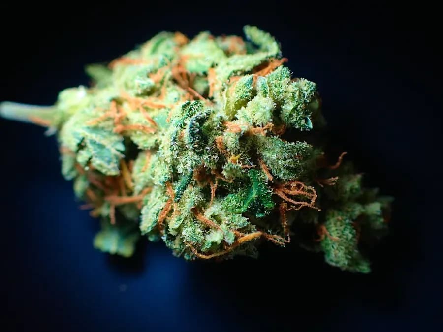 Close-up of a cannabis flower (illustrative photo)