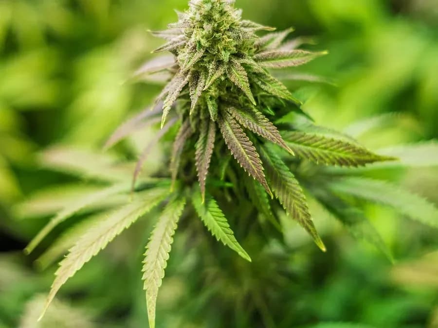 Close-up of a cannabis flower (illustrative photo)