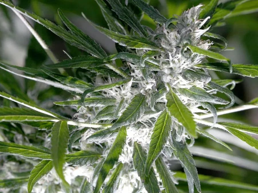 Close-up of a cannabis flower (illustrative photo)