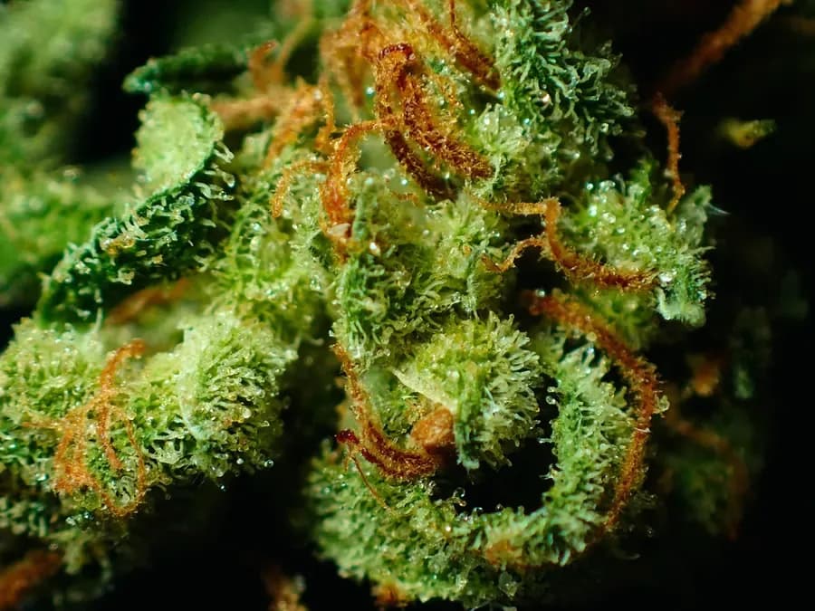 Close-up of a cannabis flower (illustrative photo)