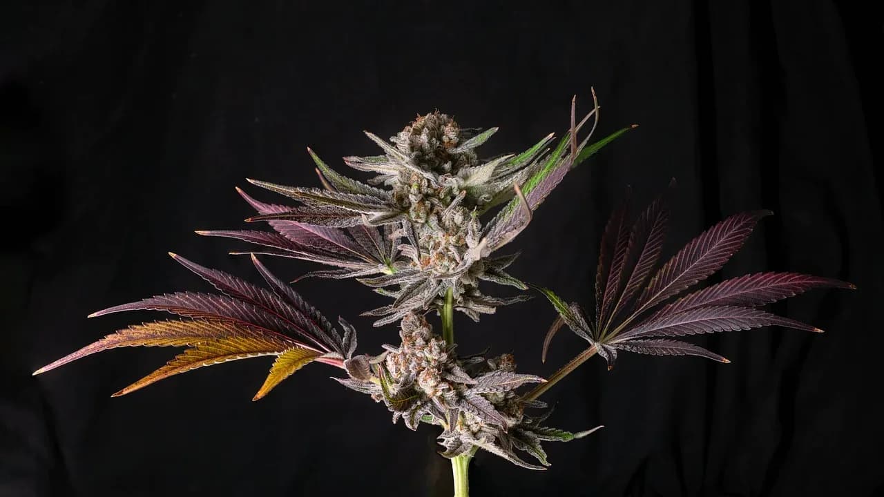 Purple-hued cannabis flower close-up (illustrative)